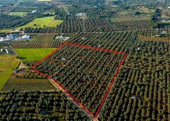 fe40b46f-e660-466f-bad3-b73d2c8cef06.JPG - Terreno edificabile Contrada Correo, Carovigno - foto 5