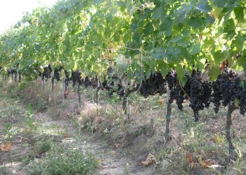 Rustico Certaldo - foto 14