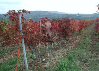 Rustico Certaldo - foto 26