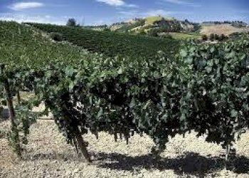 06 OFFIDA-BORGHETTO IN POSIZIONE PANORAMICA DAjpeg - Independent house Offida - photo 7