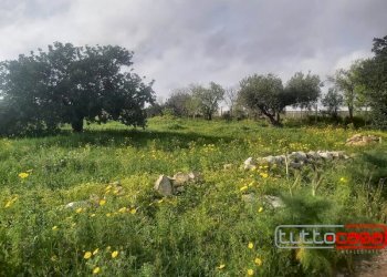 Agricultural land CONTRADA BOMMACCHIA, Scicli - photo 6