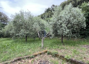 IMG_0695.jpeg - Terreno agricolo Via di Popogna 441, Livorno - foto 11