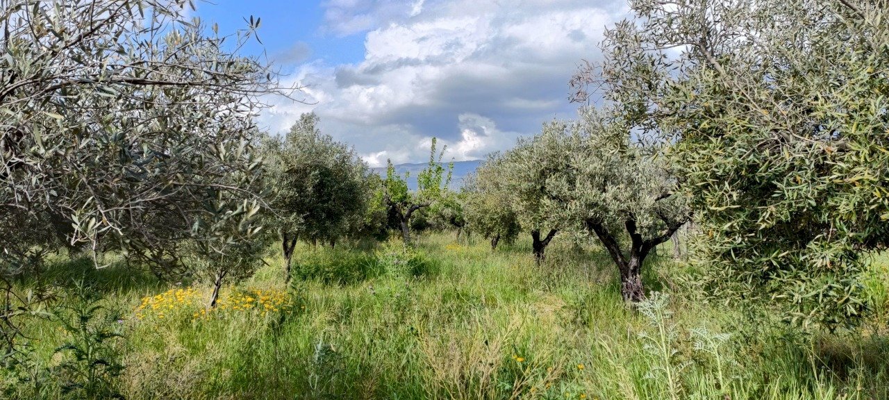 2.jpg - Agricultural land Strada Provinciale 106, Lamezia Terme - photo 1