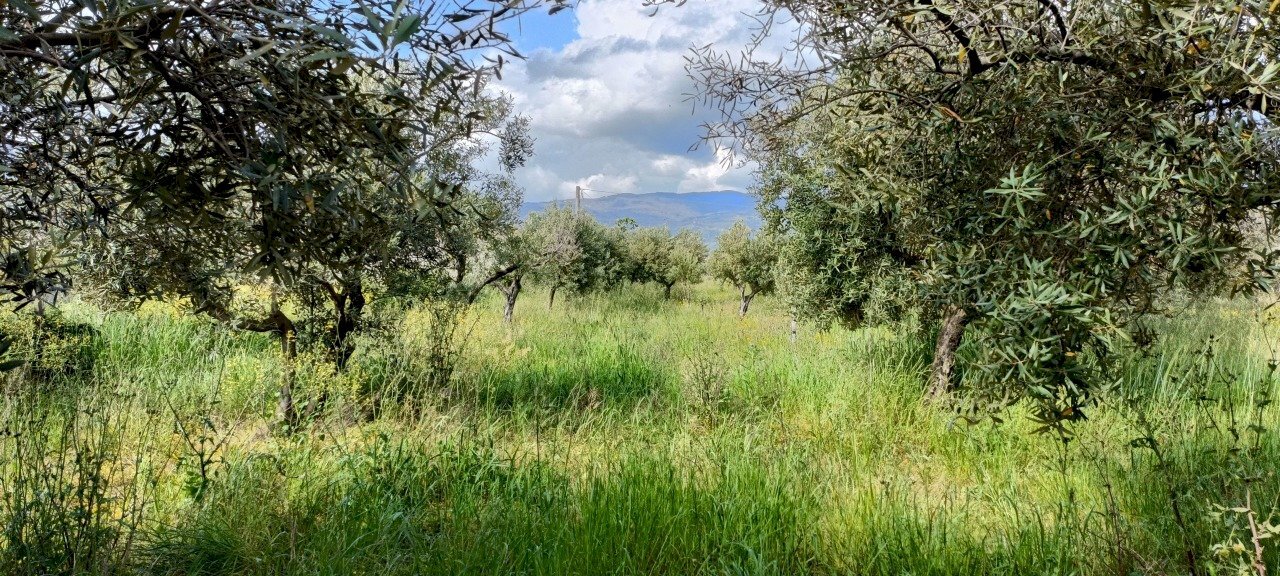 3.jpg - Agricultural land Strada Provinciale 106, Lamezia Terme - photo 2