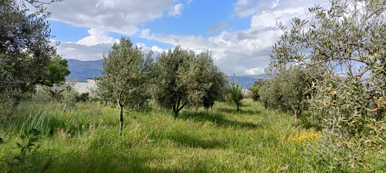 IMG20220502162429.jpg - Agricultural land Strada Provinciale 106, Lamezia Terme - photo 3