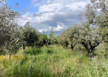 2.jpg - Terreno agricolo Strada Provinciale 106, Lamezia Terme - foto 1
