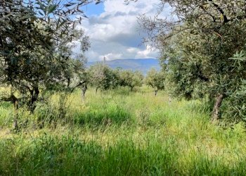 3.jpg - Terreno agricolo Strada Provinciale 106, Lamezia Terme - foto 2
