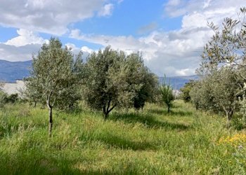 IMG20220502162429.jpg - Terreno agricolo Strada Provinciale 106, Lamezia Terme - foto 3