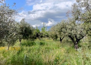 IMG20220502162439.jpg - Terreno agricolo Strada Provinciale 106, Lamezia Terme - foto 4
