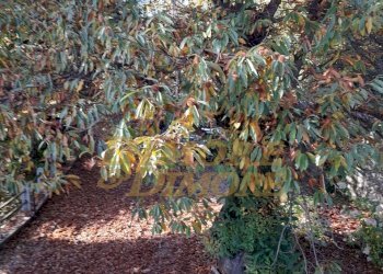 8ebrXZ62.jpeg - Appartamento VIA ROMA 3, Premeno - foto 14