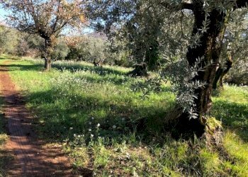 IMG_2714.jpg - Terreno edificabile Via Antonio Gramsci, Marcellina - foto 4