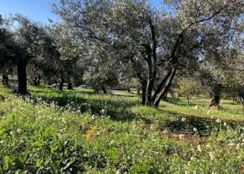 IMG_2717.jpg - Terreno edificabile Via Antonio Gramsci, Marcellina - foto 7