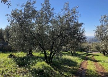 IMG_2719.jpg - Terreno edificabile Via Antonio Gramsci, Marcellina - foto 9