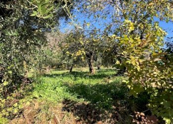 IMG_2724.jpg - Terreno edificabile Via Antonio Gramsci, Marcellina - foto 10