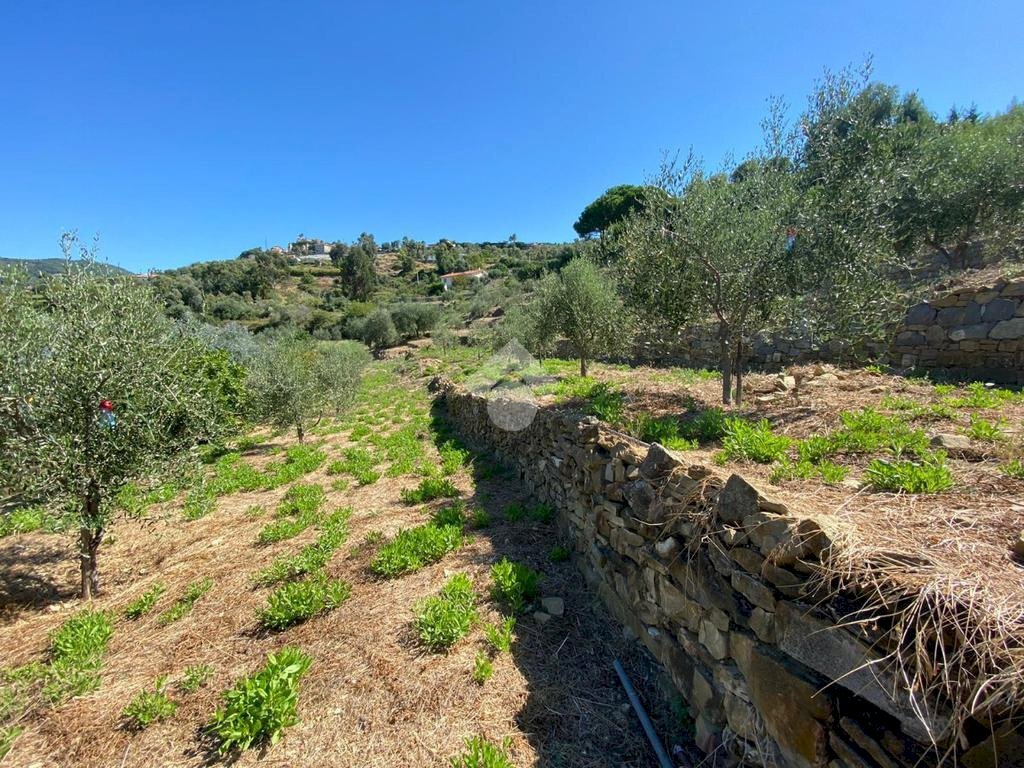 Terreno edificabile strada ciotti, Bordighera - foto 3