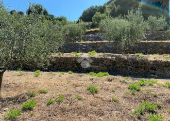 Terreno edificabile strada ciotti, Bordighera - foto 2