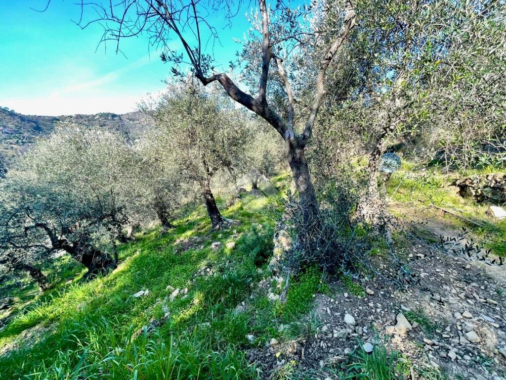 Agricultural land Via Duca degli Abruzzi, Sanremo - photo 2