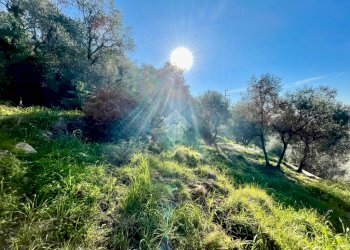 Agricultural land Via Duca degli Abruzzi, Sanremo - photo 3