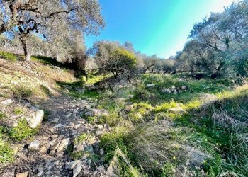 Agricultural land Via Duca degli Abruzzi, Sanremo - photo 7