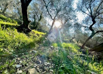 Agricultural land Via Duca degli Abruzzi, Sanremo - photo 5
