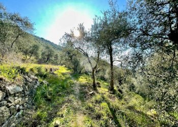 Agricultural land Via Duca degli Abruzzi, Sanremo - photo 9