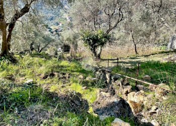 Agricultural land Via Duca degli Abruzzi, Sanremo - photo 11