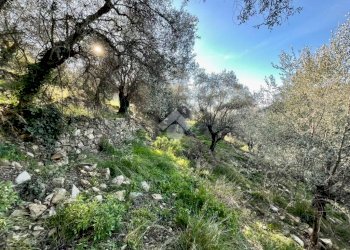 Agricultural land Via Duca degli Abruzzi, Sanremo - photo 12