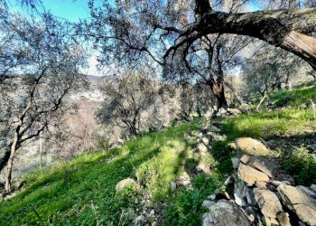 Agricultural land Via Duca degli Abruzzi, Sanremo - photo 13