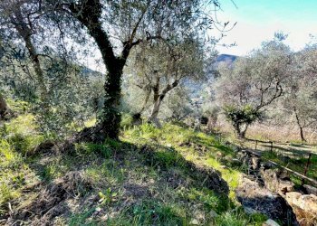 Agricultural land Via Duca degli Abruzzi, Sanremo - photo 15