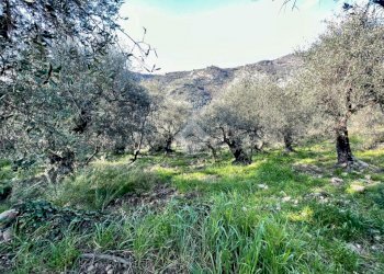 Agricultural land Via Duca degli Abruzzi, Sanremo - photo 4
