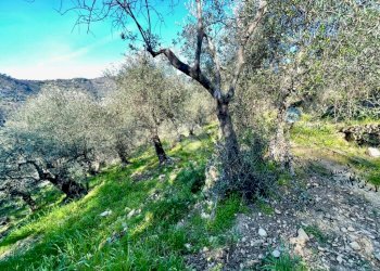 Agricultural land Via Duca degli Abruzzi, Sanremo - photo 2