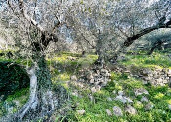 Agricultural land Via Duca degli Abruzzi, Sanremo - photo 16