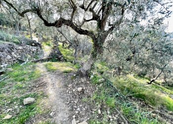 Agricultural land Via Duca degli Abruzzi, Sanremo - photo 17