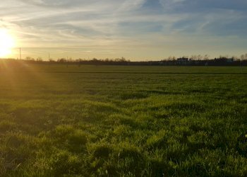 Agricultural land Via Ossi, Castelvetro di Modena - photo 5