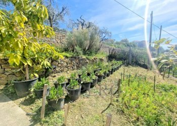 Villa Via Generale Vincenzo Rossi 2, Bordighera - foto 4