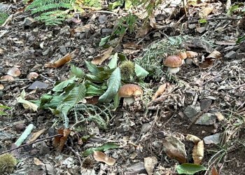 Boschi.jpeg - Porzione di casa Via Alle Cottarze, Castiglione Chiavarese - foto 20