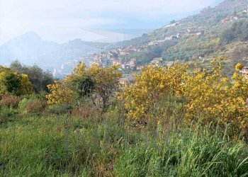 Terreno agricolo Strada Cannavaira, San Biagio della Cima - foto 4