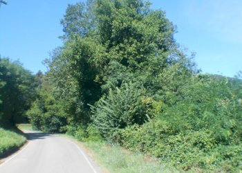 DSCN1938.JPG - Terreno edificabile Via Francesco Ferraris, Lucca - foto 13