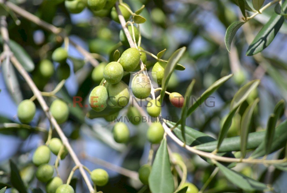 olive.jpeg - Terreno agricolo Strada Cupa-Rampone Zona A 24, Martina Franca - foto 1