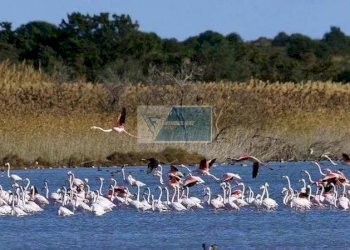 Villa a Schiera via pantelleria calabernardo, Noto - foto 35
