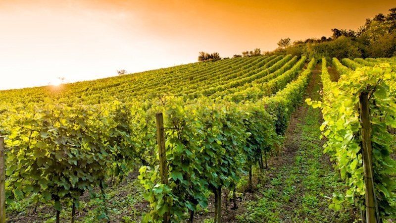 come_concimare_vigna_agripiu.jpg - Agricultural land Via Pissotto, Nanto - photo 2