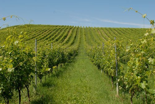 pusterla-vigneti.jpg - Agricultural land Via Pissotto, Nanto - photo 3