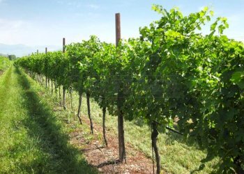 ViteCampo-1068x712.jpg - Terreno agricolo Via Pissotto, Nanto - foto 1