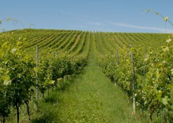 pusterla-vigneti.jpg - Terreno agricolo Via Pissotto, Nanto - foto 3