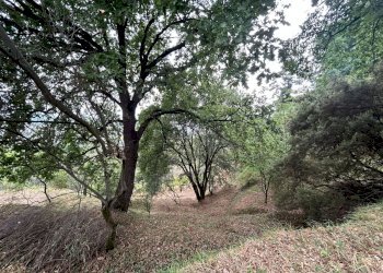 WhatsApp Image 2023-08-04 at 09.27.26.jpeg - Terreno edificabile Arcola - foto 14