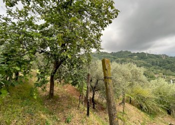 WhatsApp Image 2023-08-04 at 09.27.34 (2).jpeg - Terreno edificabile Arcola - foto 18