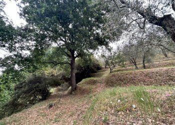 WhatsApp Image 2023-08-04 at 09.27.34.jpeg - Terreno edificabile Arcola - foto 20