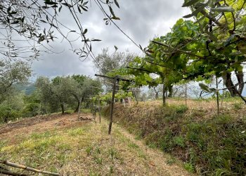 WhatsApp Image 2023-08-04 at 09.27.36 (1).jpeg - Terreno edificabile Arcola - foto 1