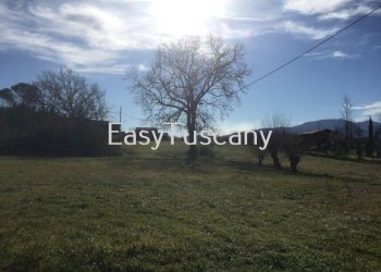 IMG_5033.JPG - Terreno agricolo Castelfranco di Sotto - foto 9