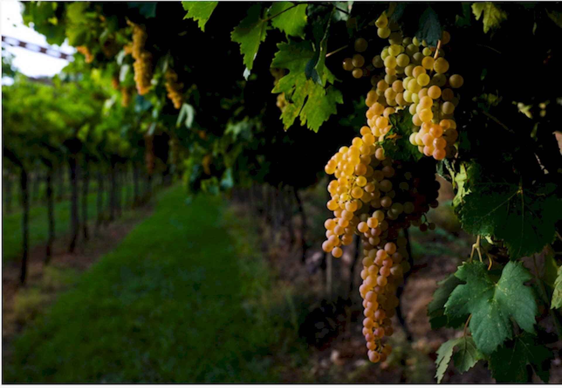 Terreno agricolo Via Abazia San Vigilio, Pozzolengo - foto 3